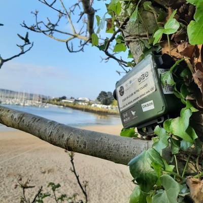 Audiomoths in Brest