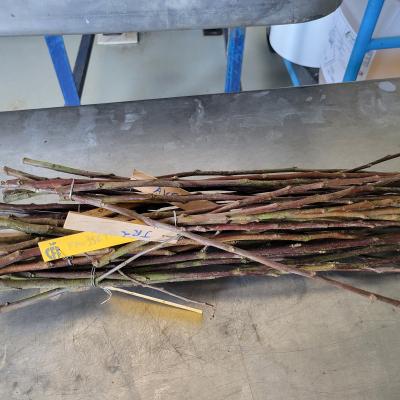 Branches from cutting apple trees