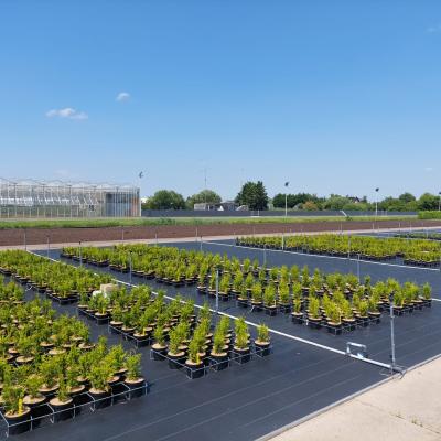 Peat free substrates