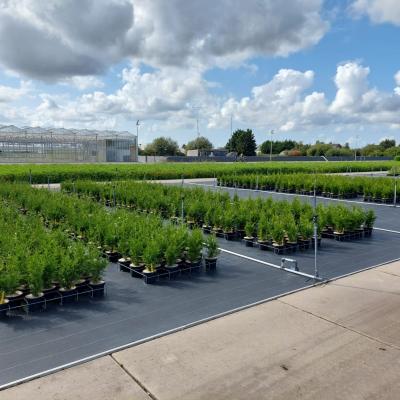 Substrates peat  free