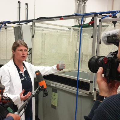 Feeding shrimps at AWI's centre for aquaculture research