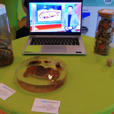 Some crabs and what we plan to do with them at the North Sea Conference