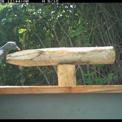 Bird feeder with pigeon