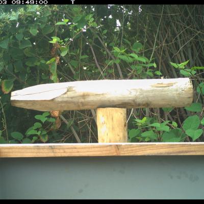Bird feeder with jay