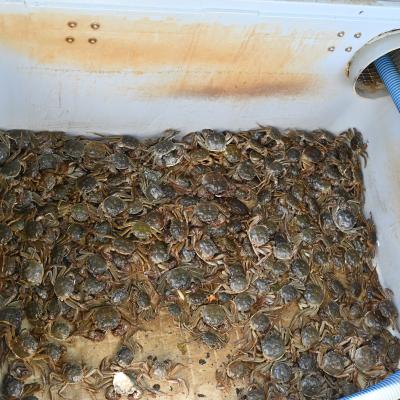 Toeren om te loeren - crab trap