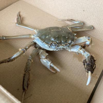The crab was found alive and had a size of approx. 15–17 cm including its legs. (c) Peter Sprecher
