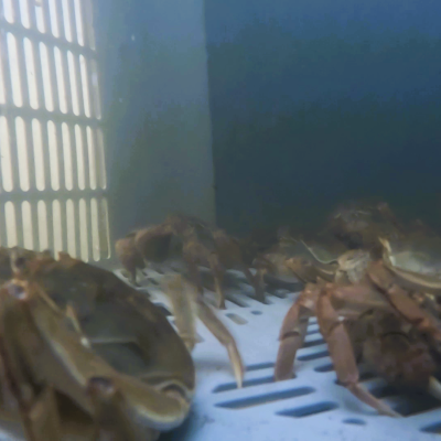 Adult crabs caught in the Clancy trap in Bremen