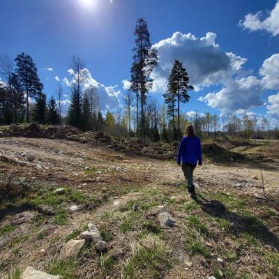 Photo of a cleared forest