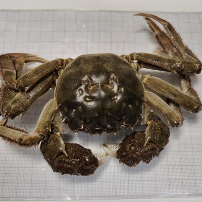 Chinese mitten crab analyses