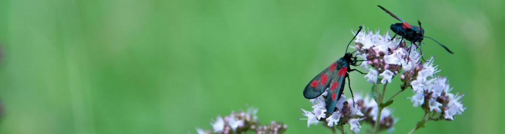 Flowering oregano with two zygaenic moths.