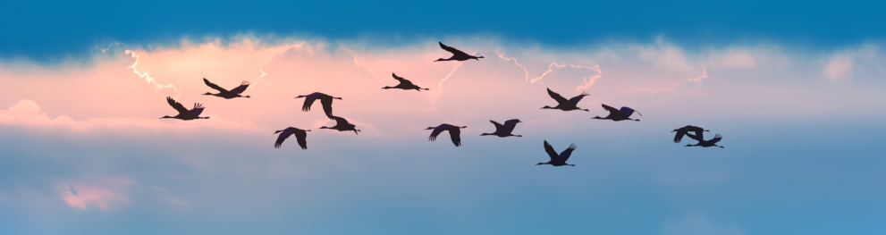Birds flying against a white cloud on a strong blue sky.