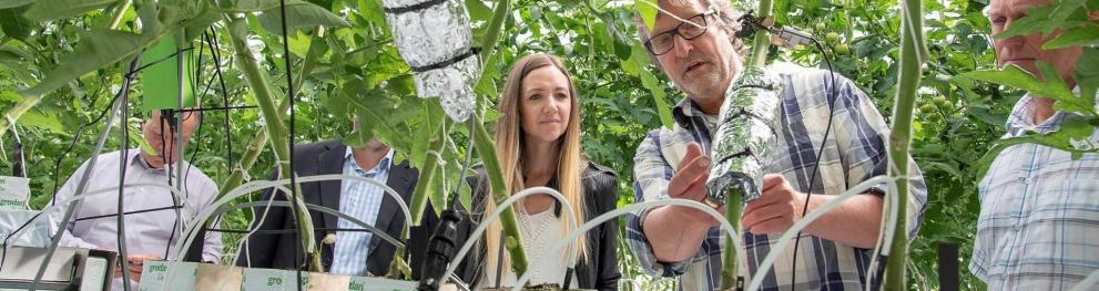 Researchers conducting experiments in a greenhouse full of green plants