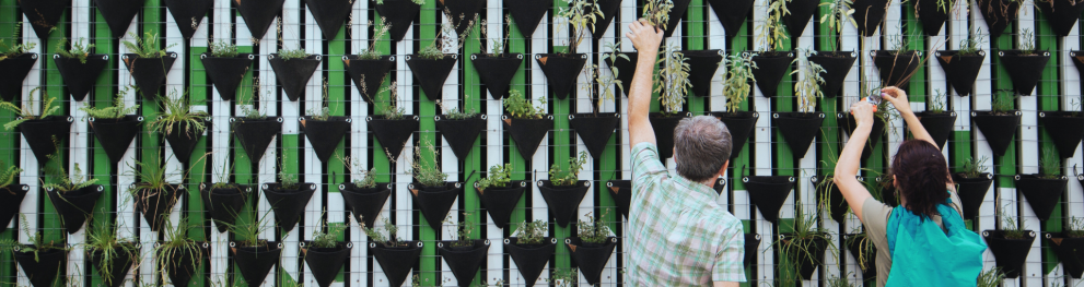 Wall garden with two people gardening