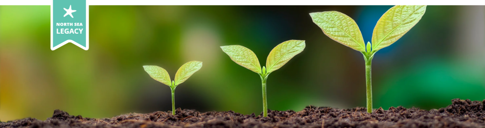 THree seedlings of varying size growing in soil