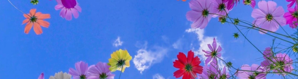 Colourful flowers as seen from below, set against a lightly clouded blue sky.