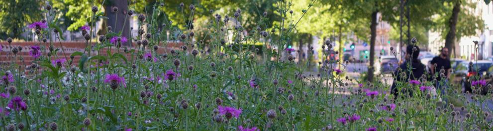 Locals enjoying their biodiverse city