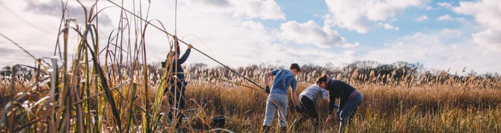 A small group of people working in the field, using a long pole to take out peat core samples. 