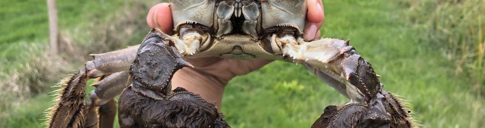 Mitten crab 