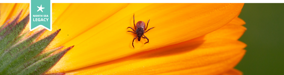 A small tick on a large yellow flower.