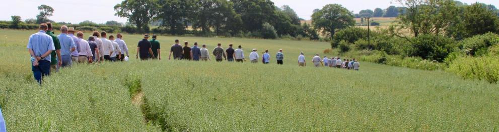 People walking through a green field.