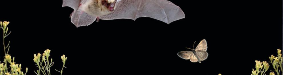 Bat and moth