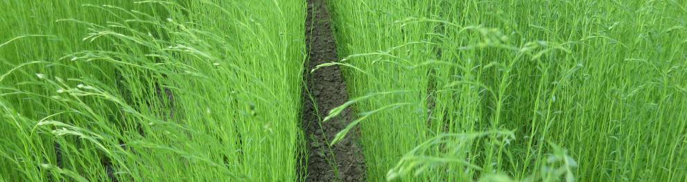 Fresh green growing flax