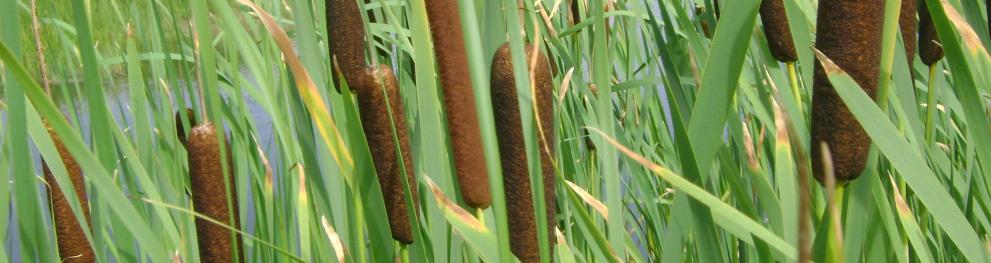 Cattail_example_of_biobased_crop