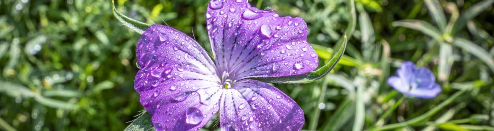 Flower in close-up