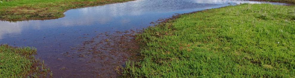 Photo showing salt marshes in the pilot