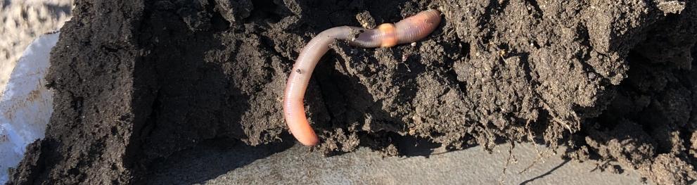 worm2