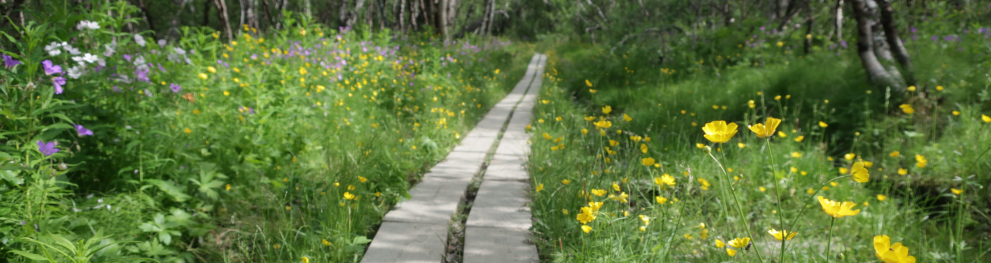 Nature area in Växjö