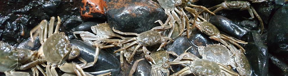 Crab_Bremen