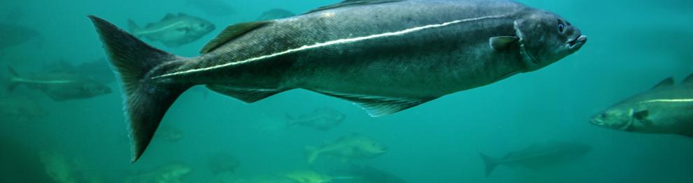 Fish in the North Sea