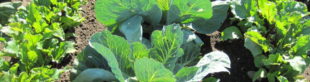 Vegetables DK