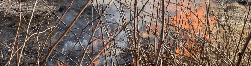 Prescribed burning tested