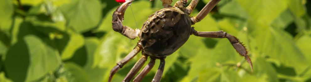 crab