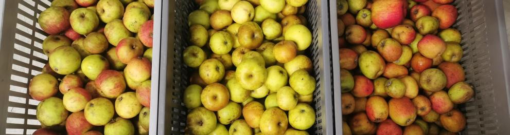 apples
