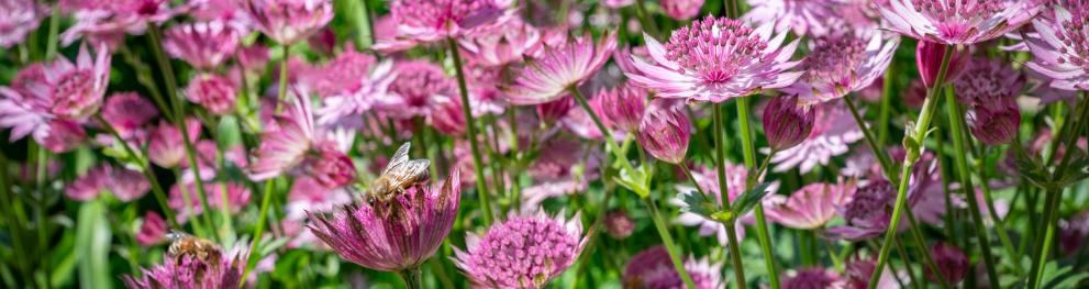 Purple flowers