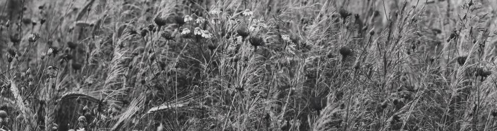 Flax Black&White