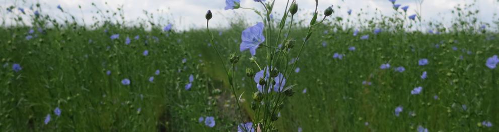 Biobased plants in Building