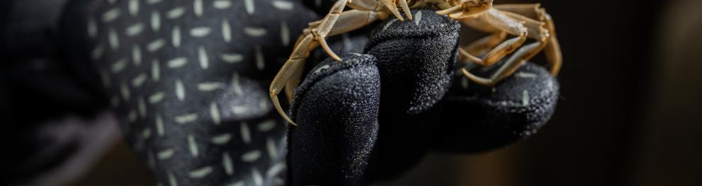 Small Chinese mitten crab