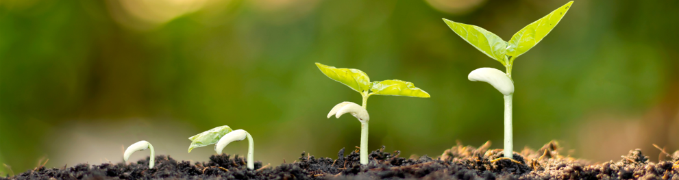 Seedlings growing from soil