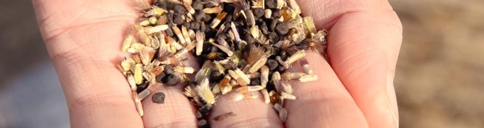 Hand holding seeds
