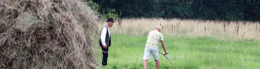 Two people mowing by hand on field
