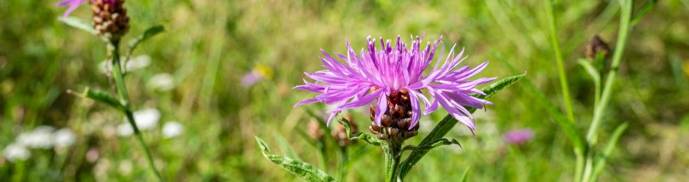 Flowers and grass