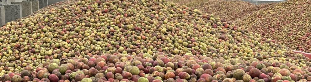 cider apple