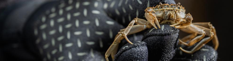 (c) AWI - Esther Horvath - Small Mitten Crab