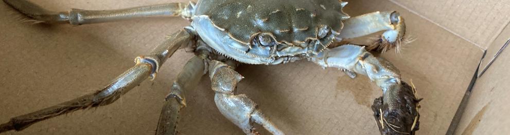 The crab was found alive and had a size of approx. 15–17 cm including its legs. (c) Peter Sprecher