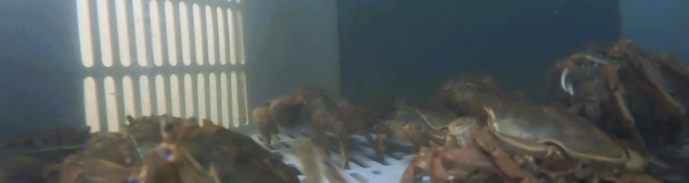 Crabs underwater in trap