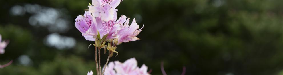 Photo: Gabriel Almqvist - rhodedendron